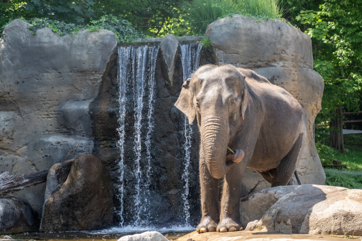 Fotografie lokality Vodopády a kaskády v Zoo Praha