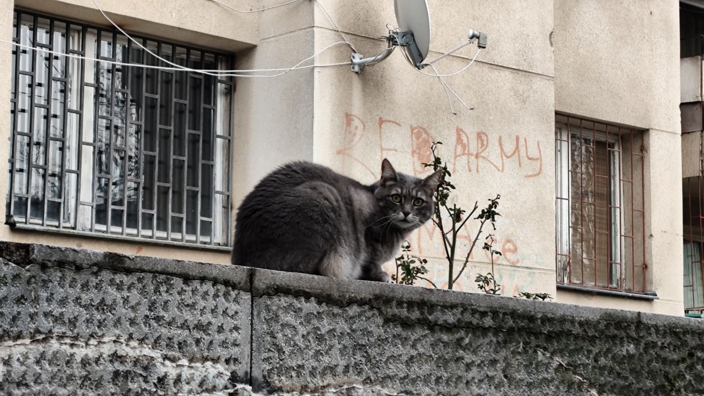 A grey cat on a wall