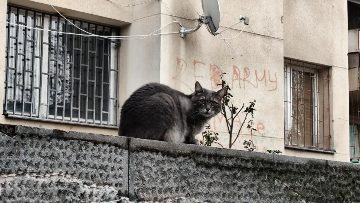 A grey cat on a wall
