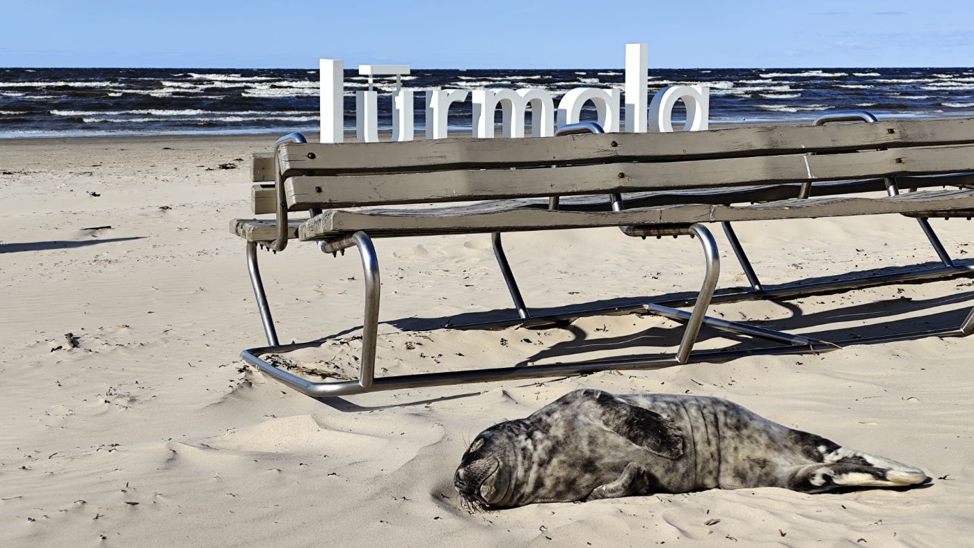 A seal pup asleep on the beach