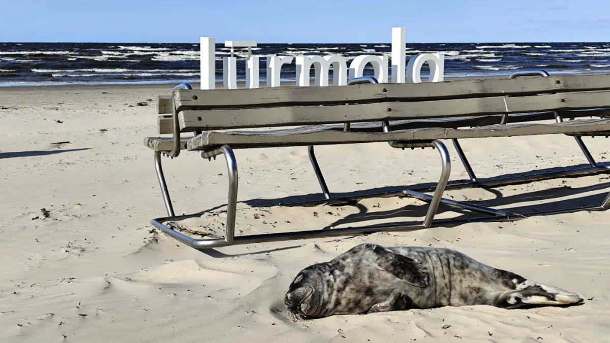 A seal pup asleep on the beach