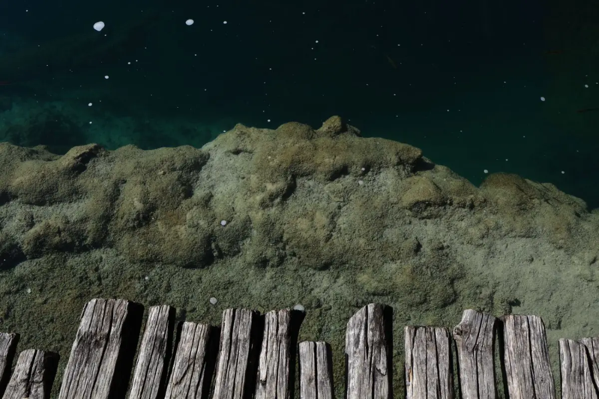 Wooden boardwalk over clear green water