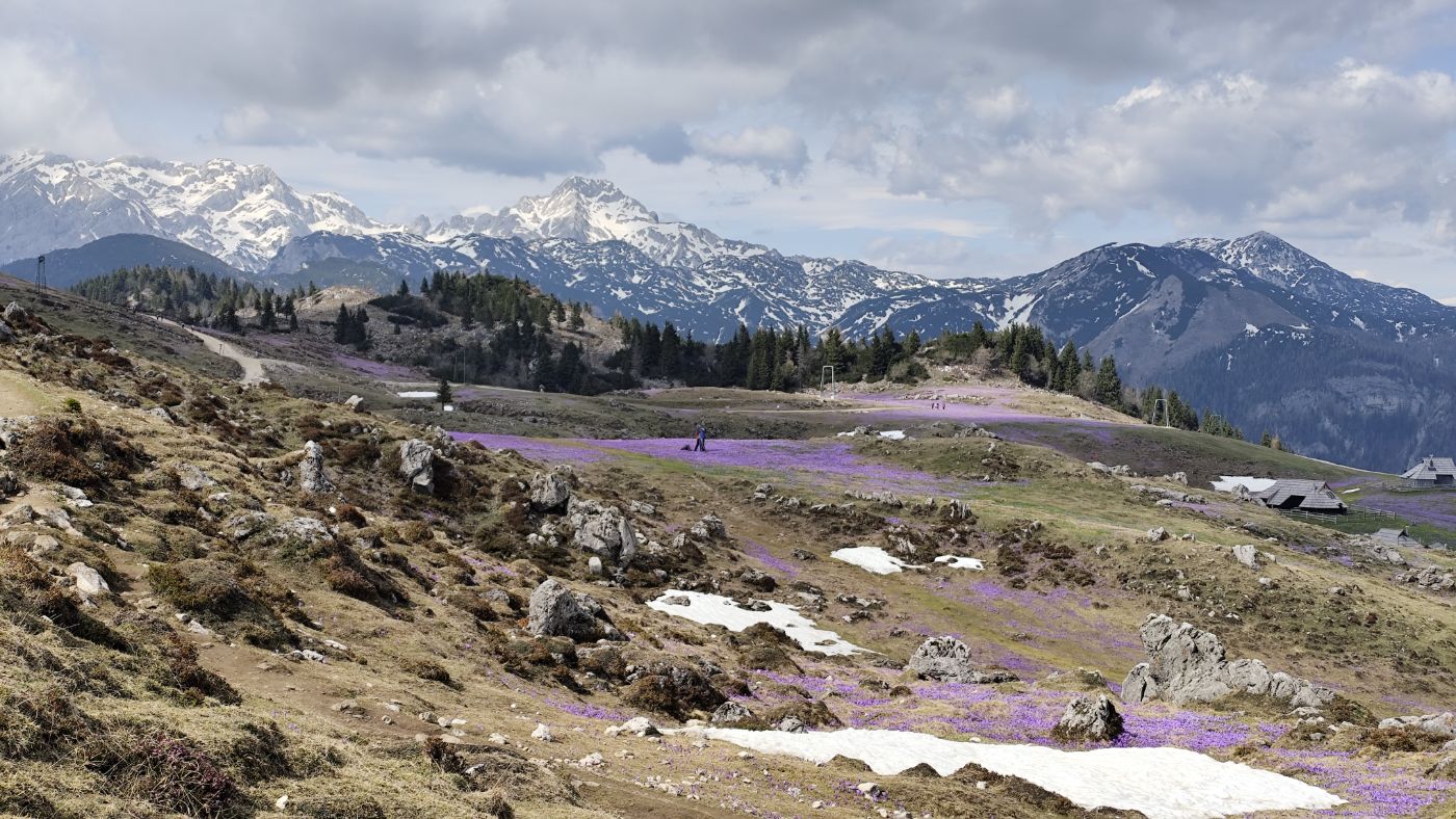 Crocus meadows below snowy peaks